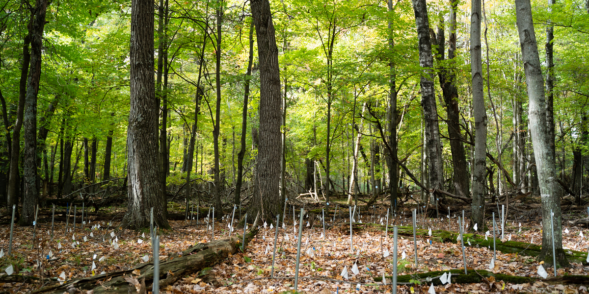 deciduous forest