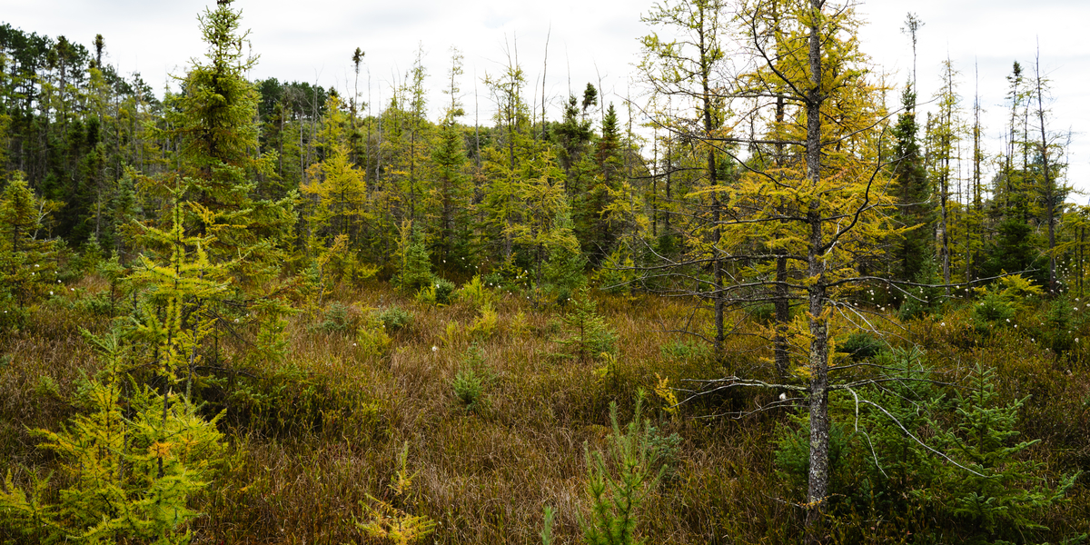 tamarack bog