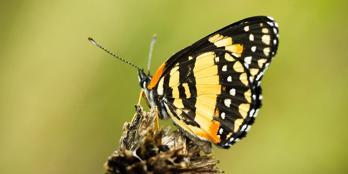 bordered patch butterfly