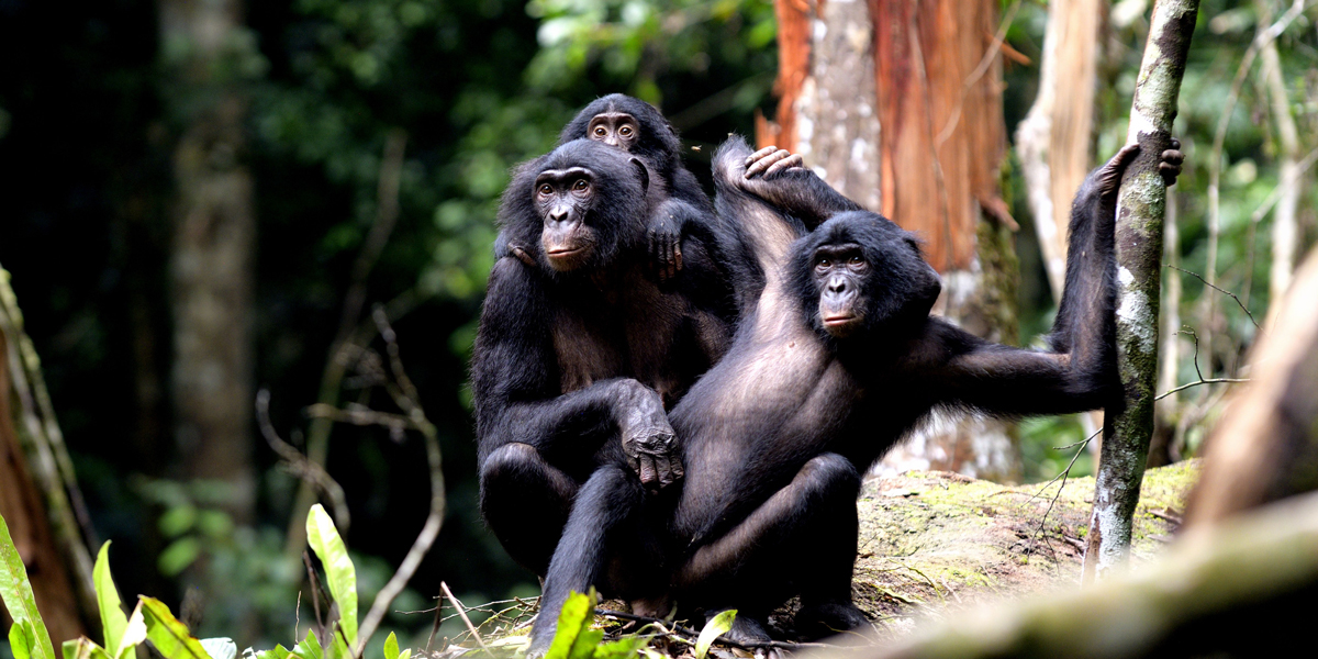 Three bonobos in a forest