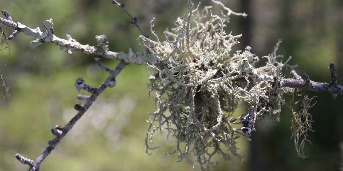 Lichen on a tree