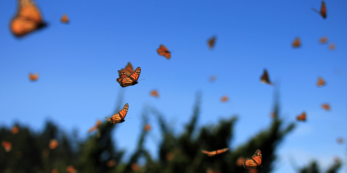 A large group of monarch butterflies flying