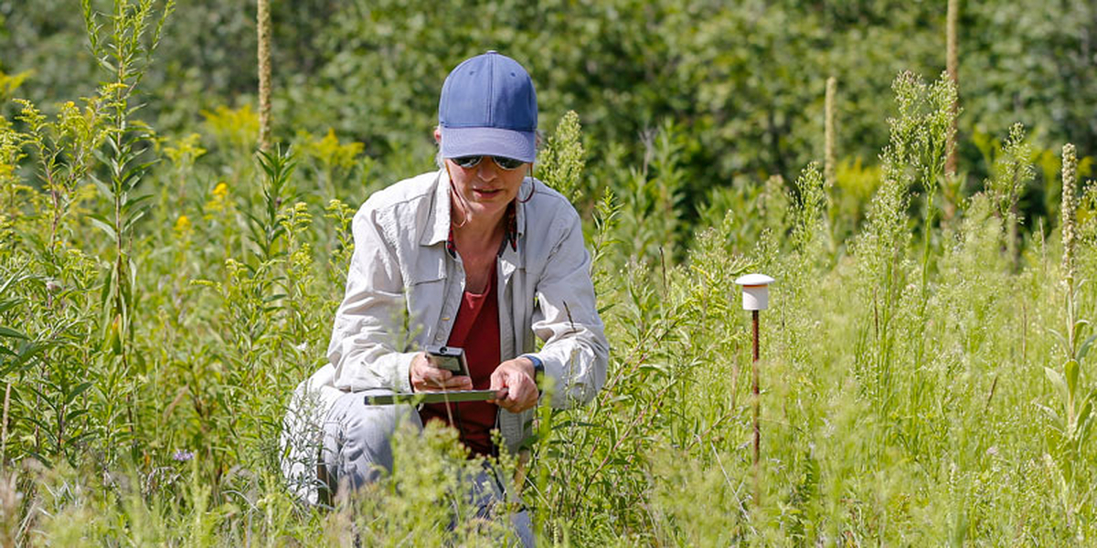 Borer in the field