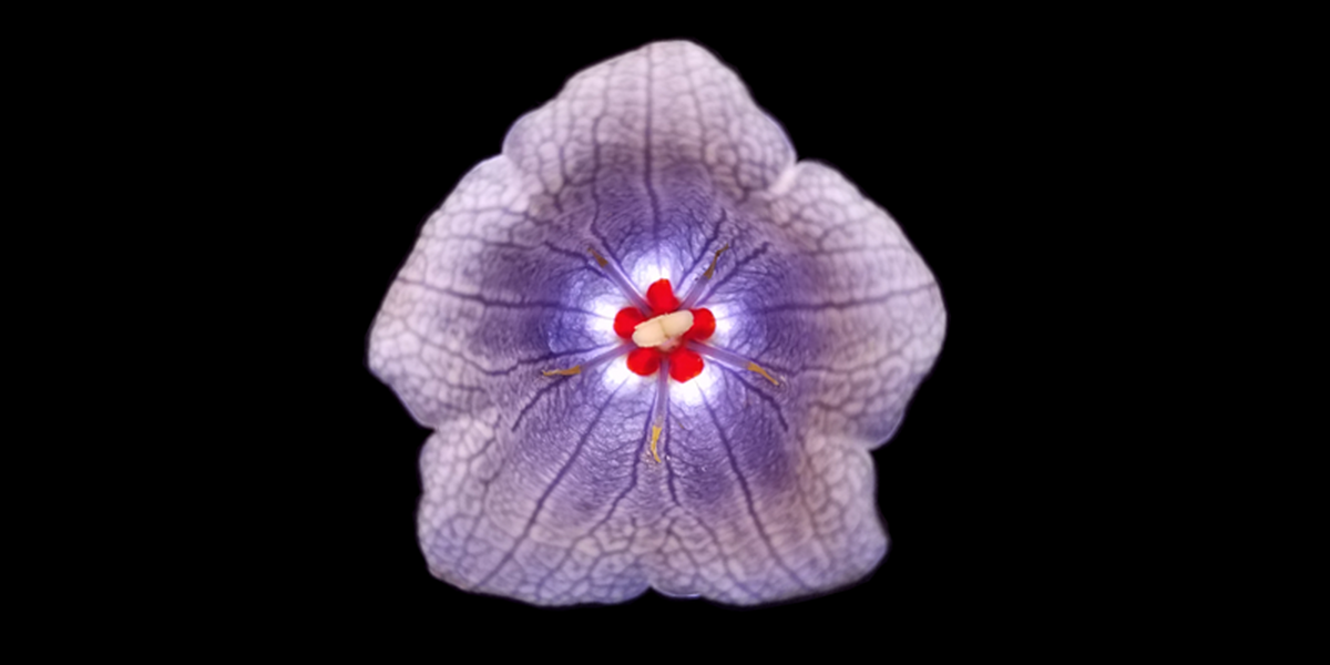 Nesocodon mauritianus in bloom with red nectar