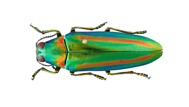 Jewel beetle