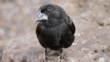 Medium ground finch in Galapagos