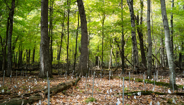 deciduous forest