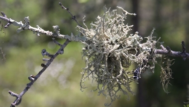 Lichen on a tree