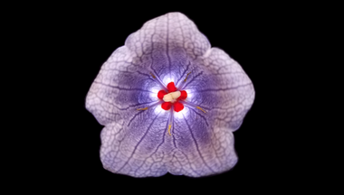 Nesocodon mauritianus in bloom with red nectar