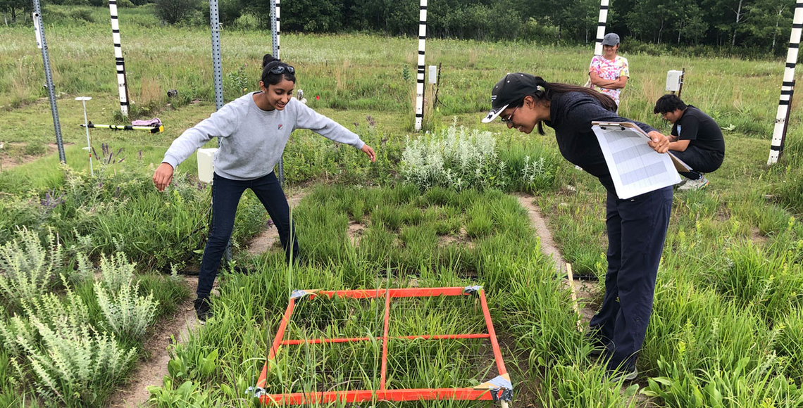 Researchers working at Cedar Creek