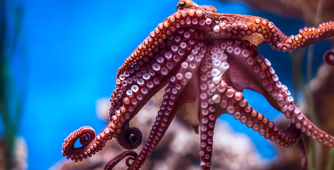 octopus