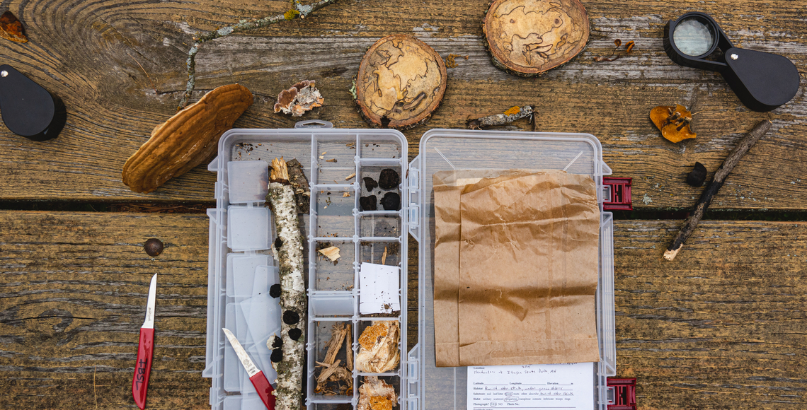 fungi kit