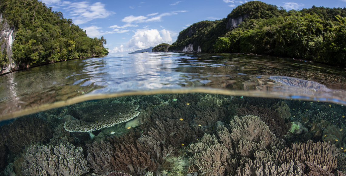 Coral reef photo above and below the water