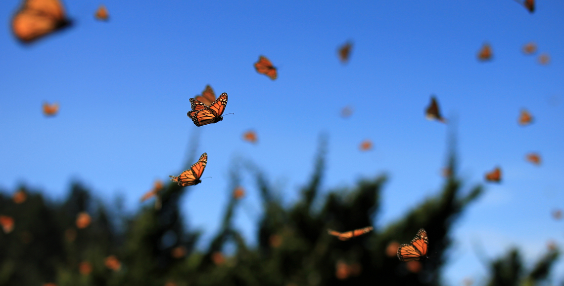 Monarch butterflies flying through the sky