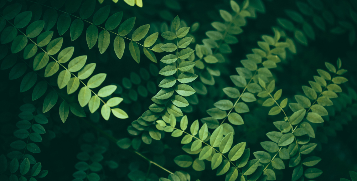 Looking down at leaves in dark area