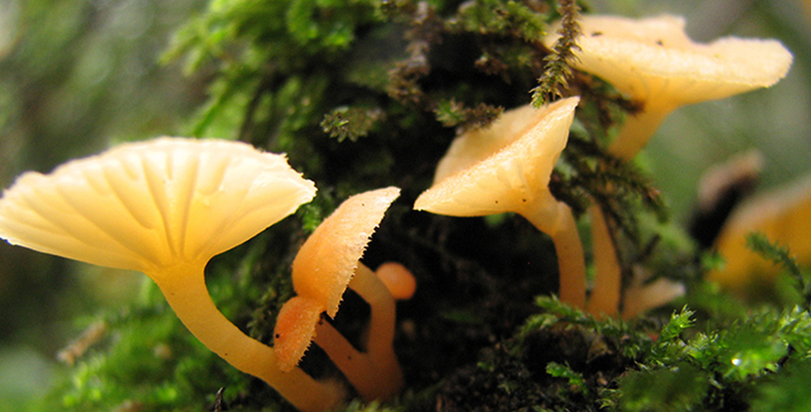 Close-up shot of mushrooms