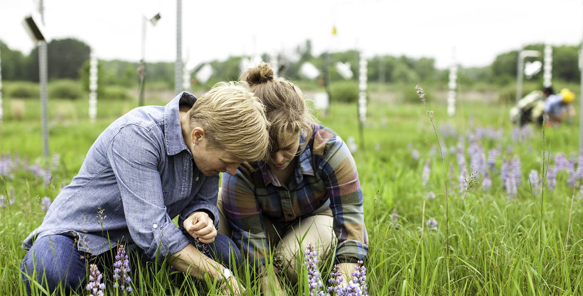 Sarah Hobbie and a student working in a field at Cedar Creek