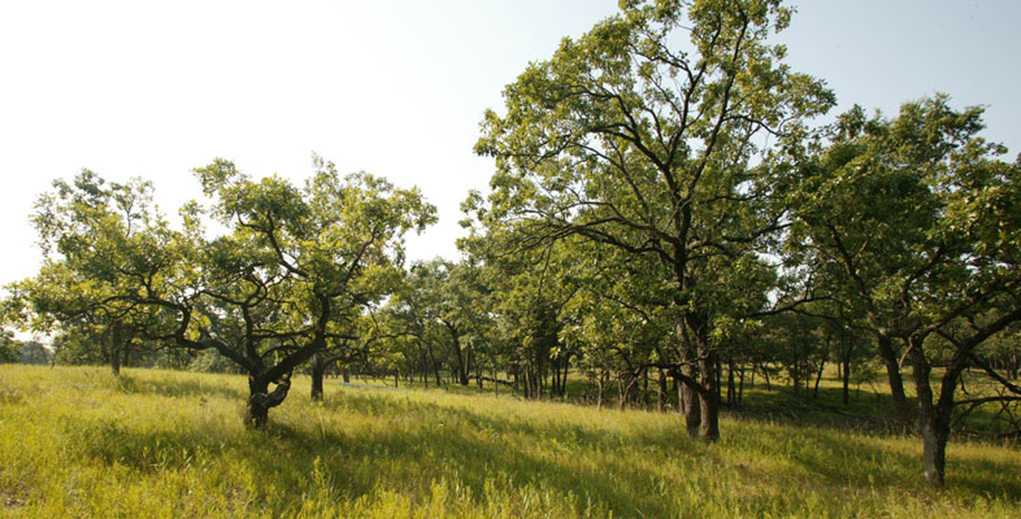 Oak trees at Cedar Creek