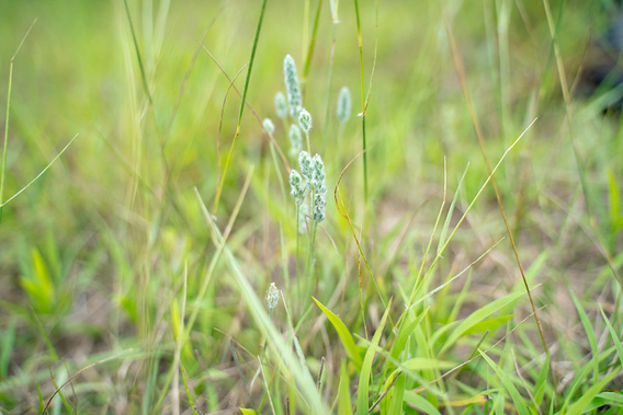 timothy grass