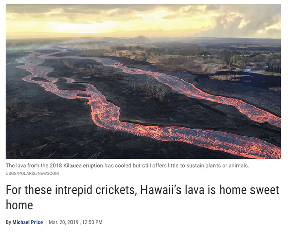 Lava flowing from Mt. Kilauea