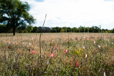 tamarack in a prairie