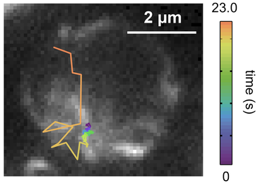 zhp-3 protein and chromosome